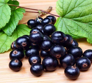 Currants black