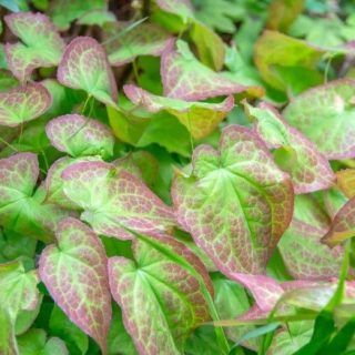 Horny goat weed extract