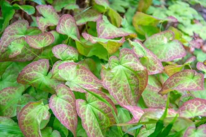 Horny goat weed extract