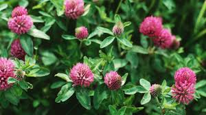 RED CLOVER POWDER