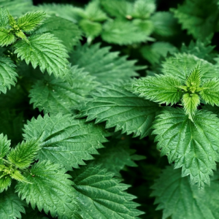 STINGING NETTLE