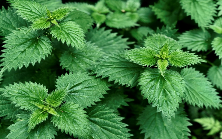 STINGING NETTLE